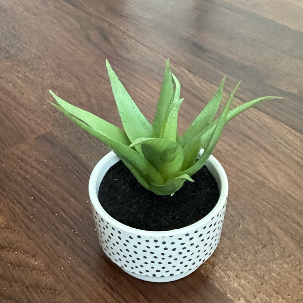 Design Group Faux Plant Size OS Color White Green Black